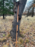 Pacific Yew longbow 45#@28"